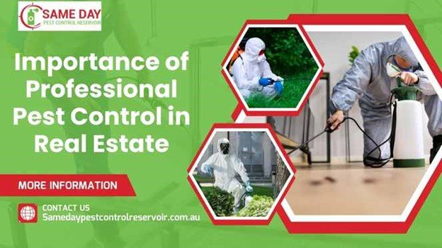 Professional Pest Control in Real Estate