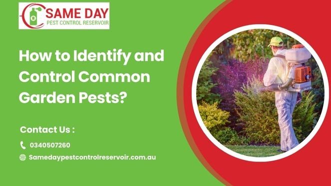 Identify and Control Common Garden Pests