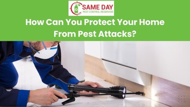 protect your home from pests