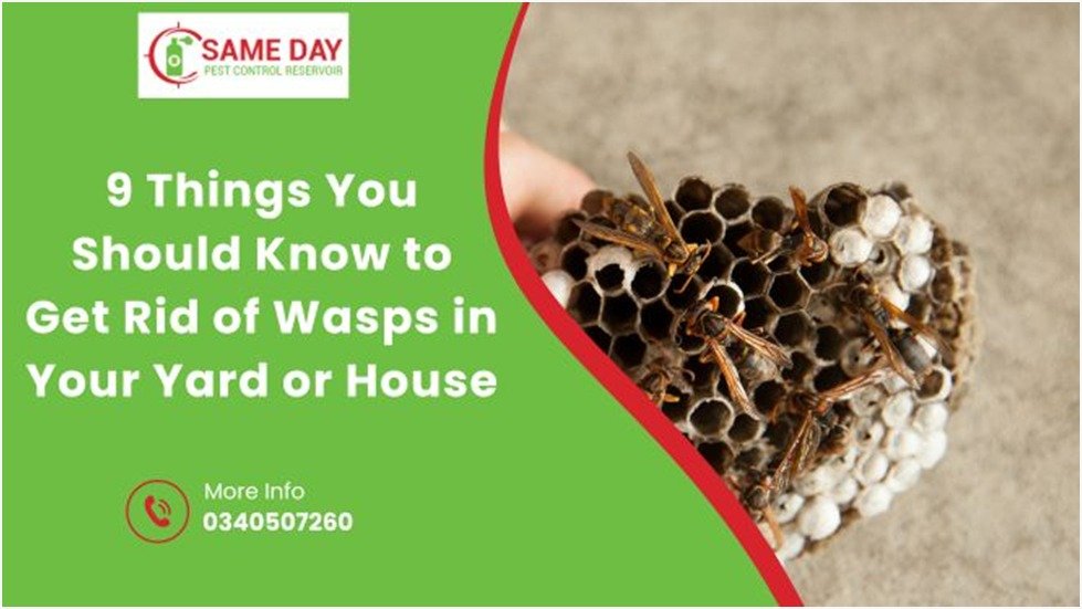 Get Rid of Wasps in Your Yard or House
