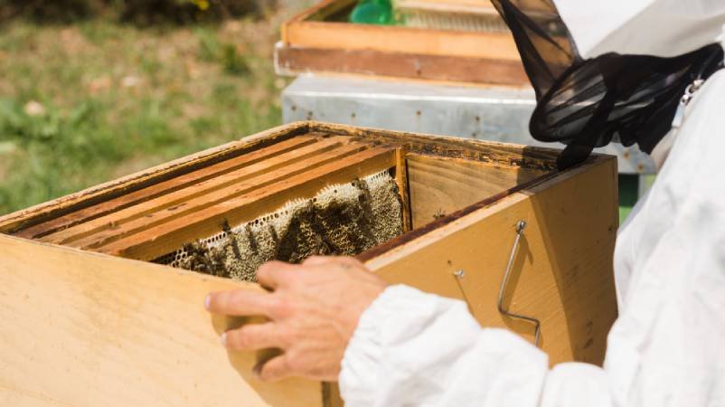 Bee Control Services