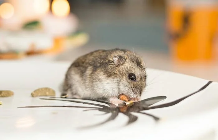 Rodent Control Reservoir